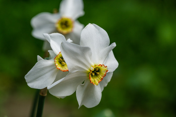 Daffodil 'Pheasant's Eye' - 5 bulbs