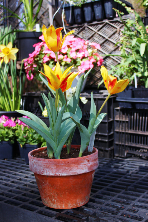 Tulipa 'Tschimganica' - 5 bulbs