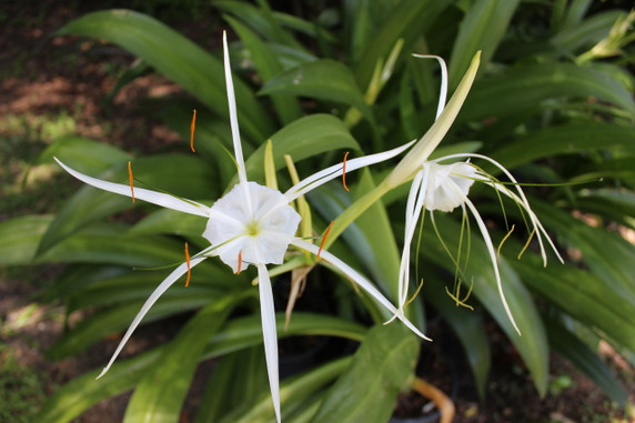 Hymenocallis 'Super Star' - 1 - 2 gallon pot