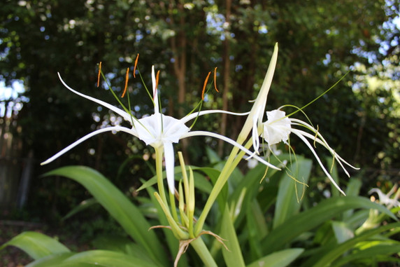 Hymenocallis 'Super Star' - 1 - 2 gallon pot