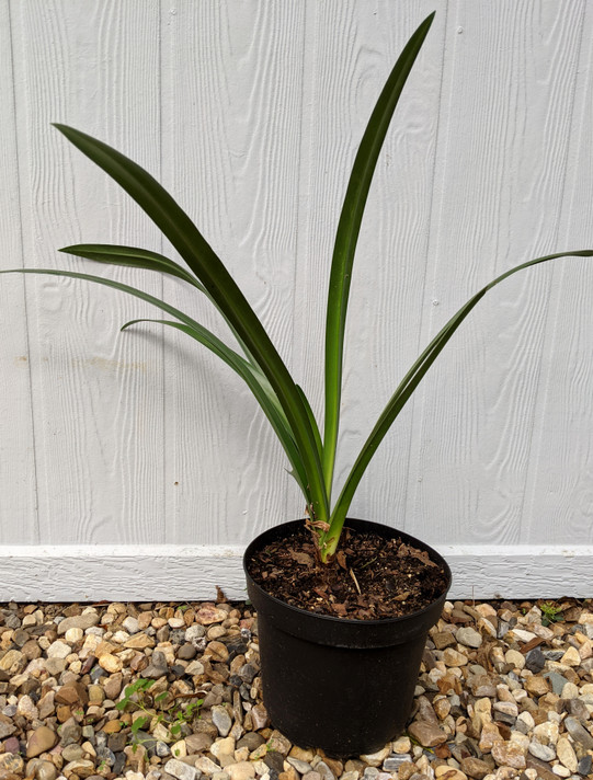 Hymenocallis acutifolia - 1 bulb