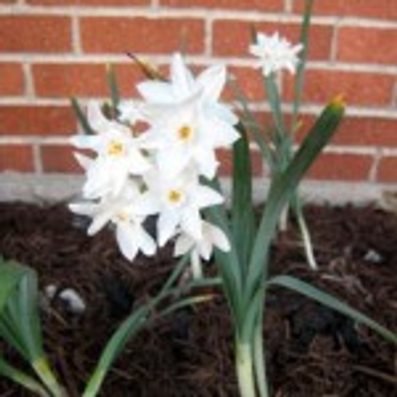 Paperwhite for Forcing Narcissus 'Ziva' -  5 bulbs