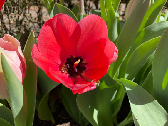 Tulipa 'Pink Impression' -  5 bulbs