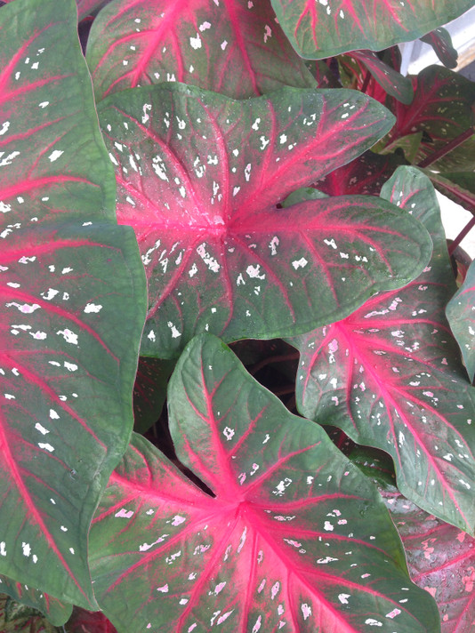 Caladium 'Red Flash' - 5 tubers