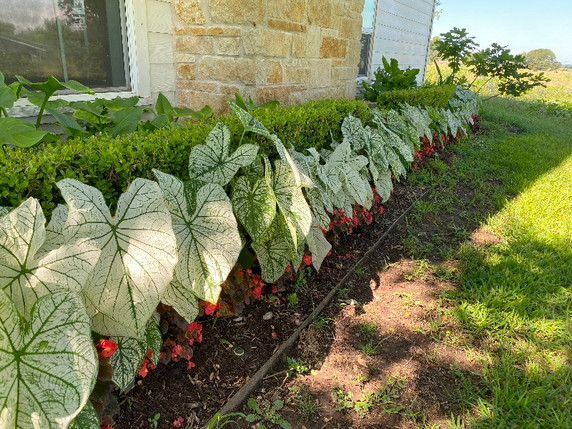 Caladium 'White Christmas' - 3 tubers