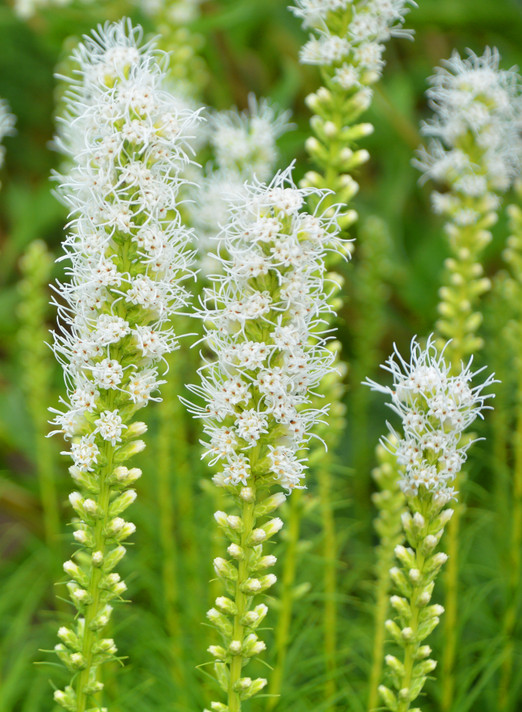 Liatris spicata 'Floristan White' - 10 bulbs