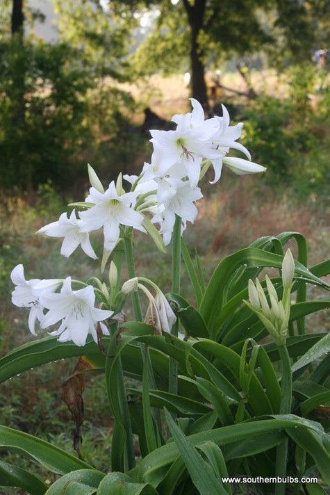 Crinum x powellii 'Album' - White Crinum Lily (Jumbo) - 1 bulb