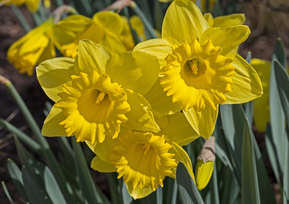 Daffodil 'Dutch Master' - 5 bulbs