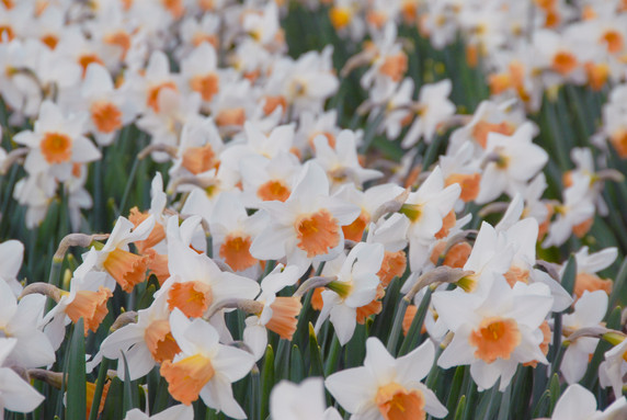 Daffodil 'Accent' - 5 bulbs