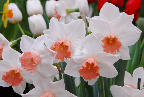 Daffodil 'Accent' - 5 bulbs