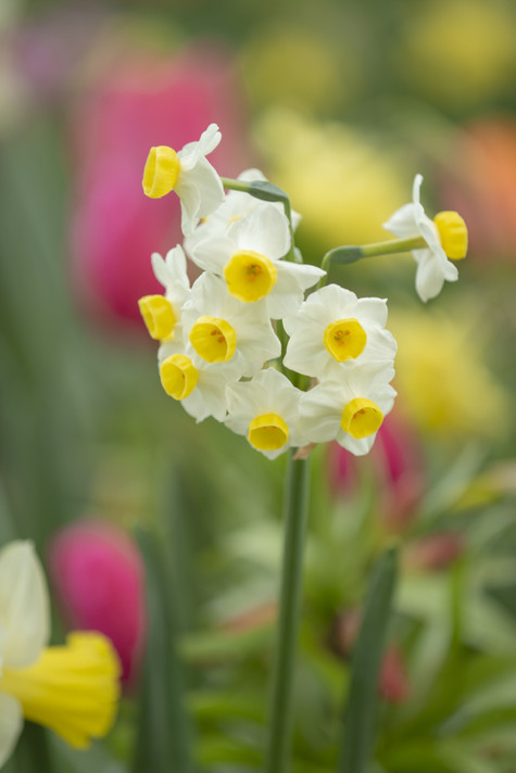 Daffodil 'Avalanche' - 5 bulbs