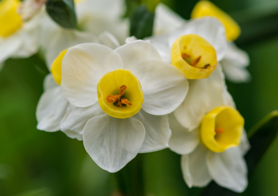 Daffodil 'Avalanche' - 5 bulbs