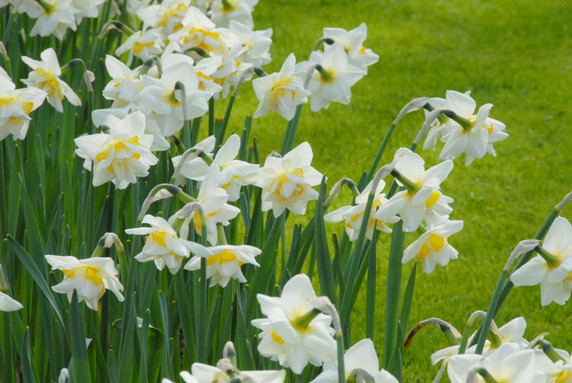 Daffodil 'White Lion' - 5 bulbs