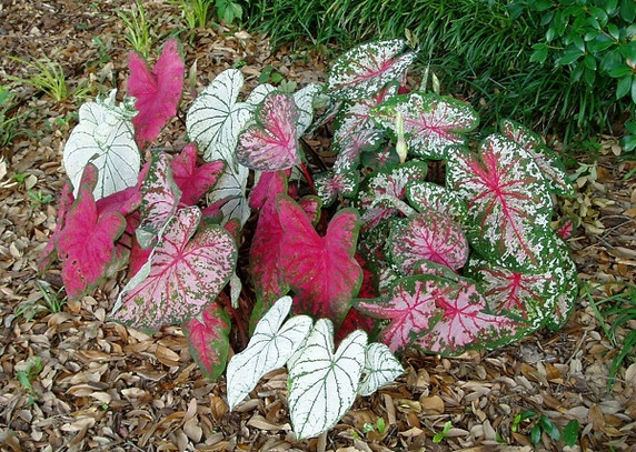  Caladium 'Pinky Swear' - 3 tubers