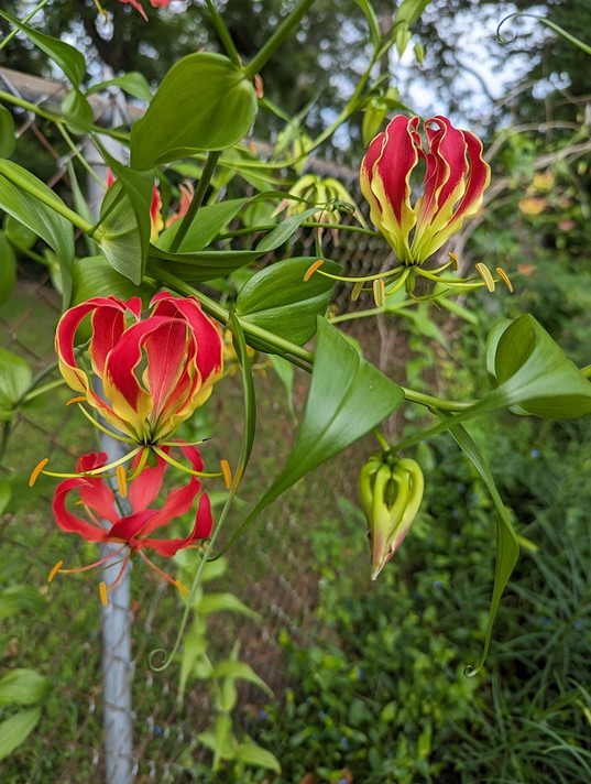 Gloriosa rothschildiana var. Oriental Super fire lily - 5 tubers