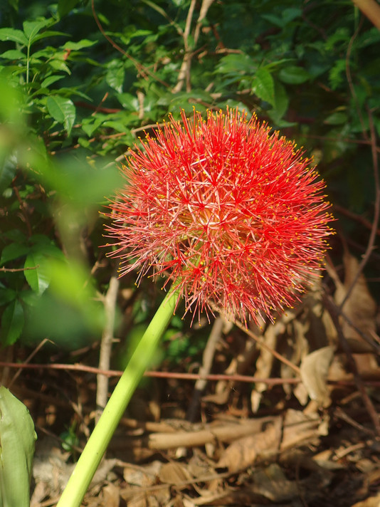 Blood Lily (Scadoxus multiflorus) - 3 bulbs