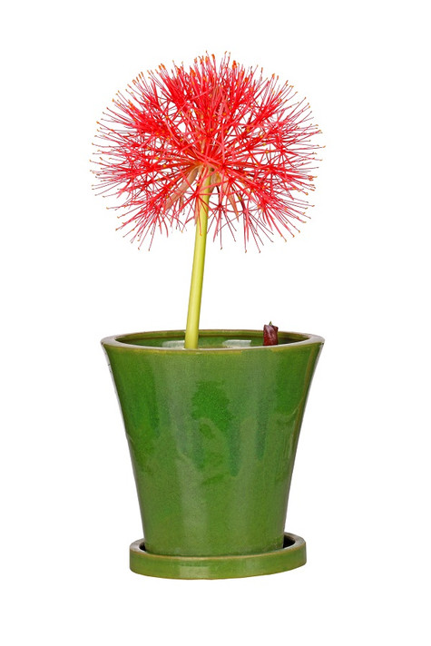 Blood Lily (Scadoxus multiflorus) - 3 bulbs