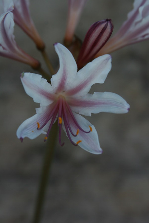 Peppermint Spider Lily (Lycoris incarnata) - 2 bulbs