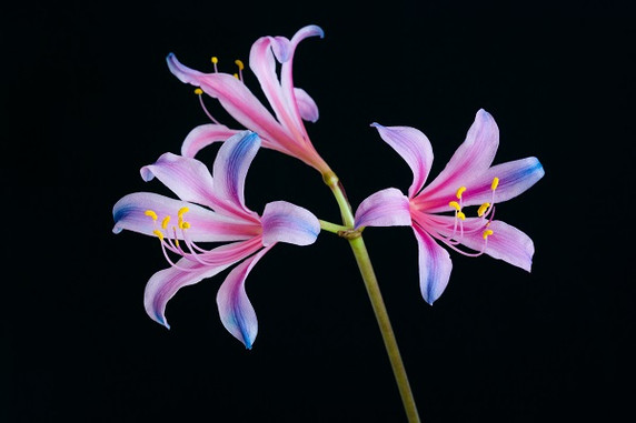 Electric Blue Spider Lily (Lycoris sprengeri) - 3 bulbs