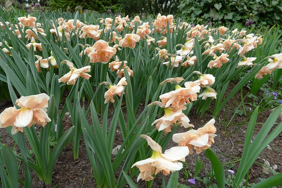 Daffodil 'Apricot Whirl' - 5 bulbs