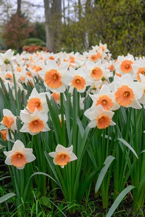 Daffodil 'Chromacolor' - 5 bulbs