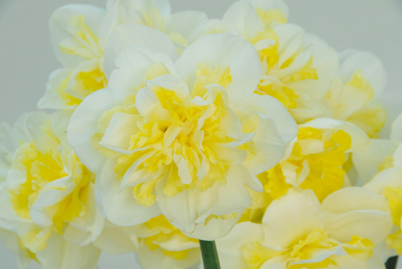 Daffodil 'Easter Born' - 5 bulbs
