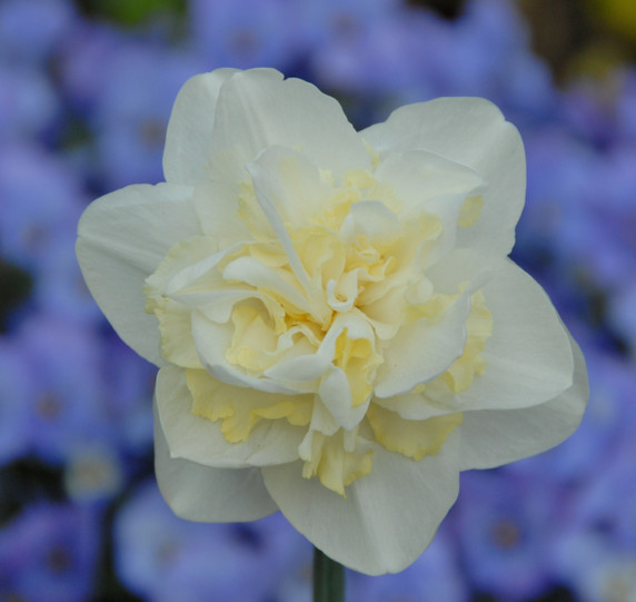 Daffodil 'Easter Born' - 5 bulbs