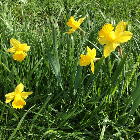 Daffodil 'Gigantic Star' - 5 bulbs