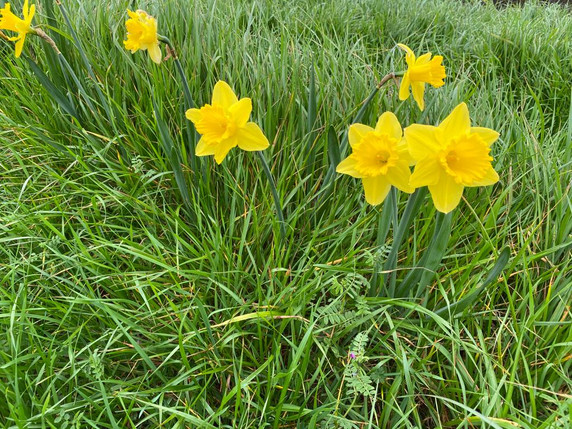 Daffodil 'Gigantic Star' - 5 bulbs