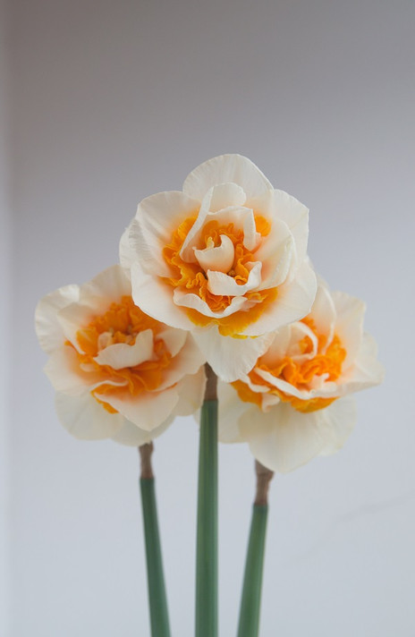 Daffodil 'Replete' - 5 bulbs