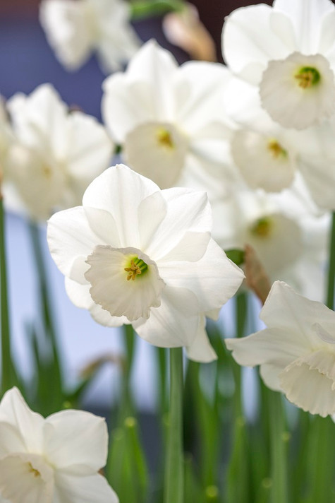 Daffodil 'Stainless' - 5 bulbs