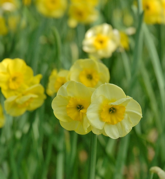Daffodil 'Sun Disc' - 5 bulbs