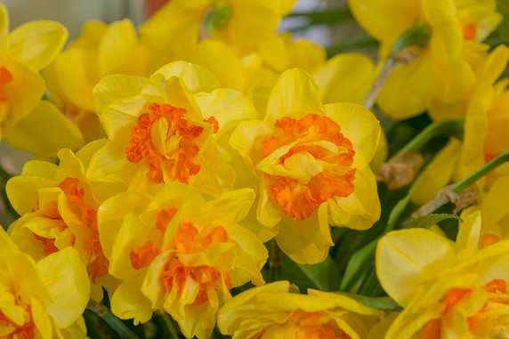 Daffodil 'Vulcanello' - 5 bulbs