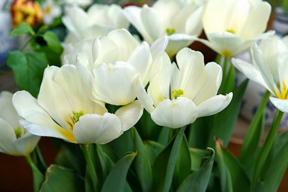 Tulipa 'Purissima' -  5 bulbs