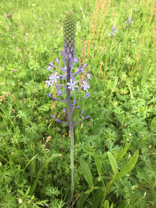 Wild Hyacinth (Native Camassia scilloides) - 3 bulbs