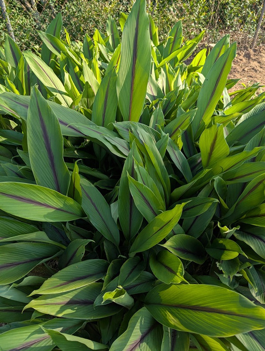 Curcuma aeruginosa 'Indian Surprise' - 3 bulbs