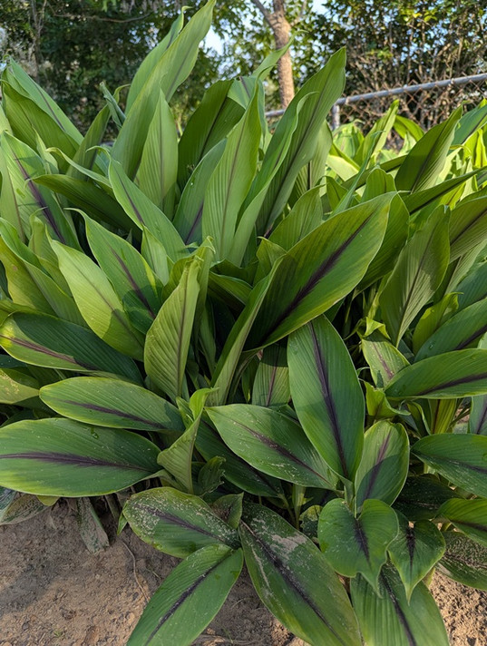 Curcuma aeruginosa 'Indian Surprise' - 3 bulbs