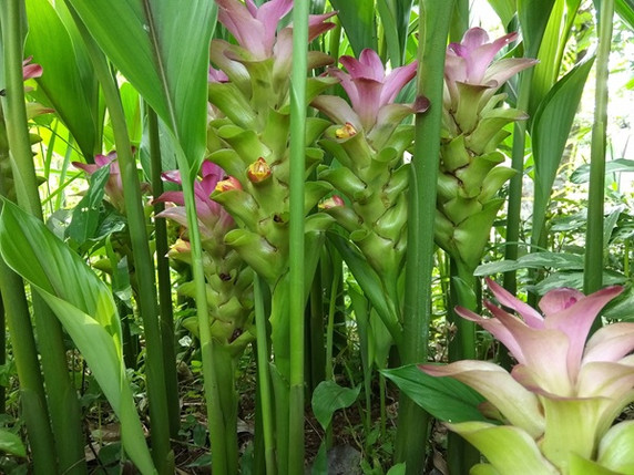 Curcuma zeodaria 'Pink Wonder' - 3 bulbs