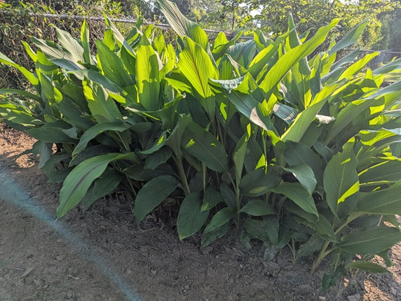 Curcuma zeodaria 'Pink Wonder' - 3 bulbs