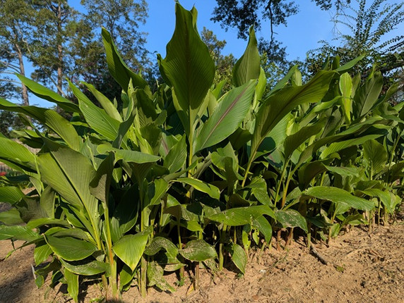 Curcuma zeodaria 'Pink Wonder' - 3 bulbs