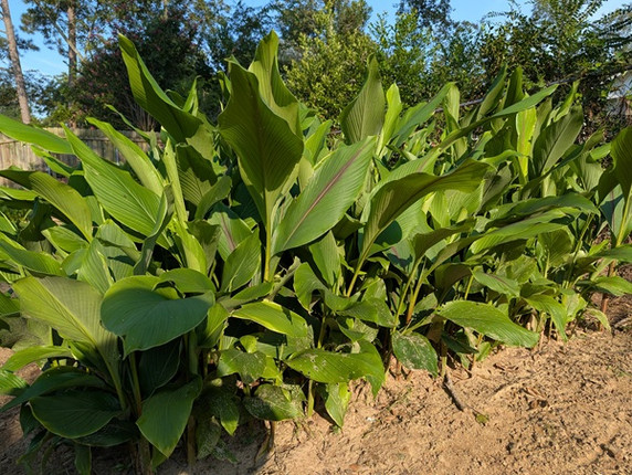Curcuma zeodaria 'Pink Wonder' - 3 bulbs