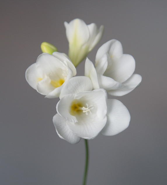 Freesia refracta (mixed) - 5 bulbs