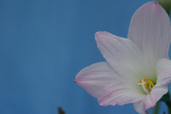 Pink Rain lily Habranthus robustus 'Pink Rain Lily' - 5 Bulbs