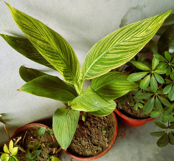 Zingiber zerumbet ‘Variegata’ - 3 bulbs