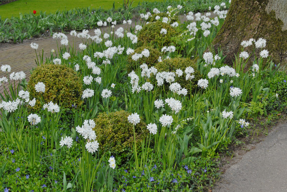 Landscaping Paperwhites Narcissus 'Ziva' -  5 bulbs