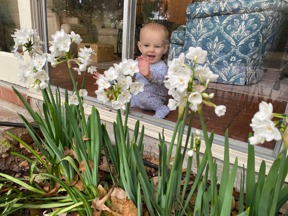 Landscaping Paperwhites Narcissus 'Ziva' -  5 bulbs Landscaping Paperwhites Narcissus 'Ziva' -  5 bulbs