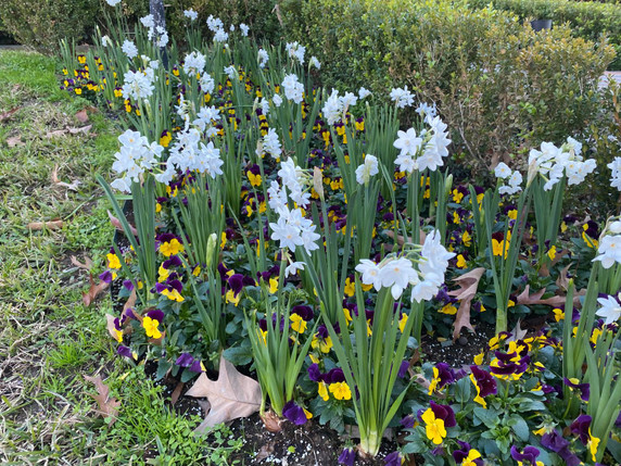 Landscaping Paperwhites Narcissus 'Ziva' -  5 bulbs