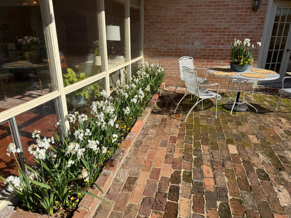 Landscaping Paperwhites Narcissus 'Ziva' -  5 bulbs
