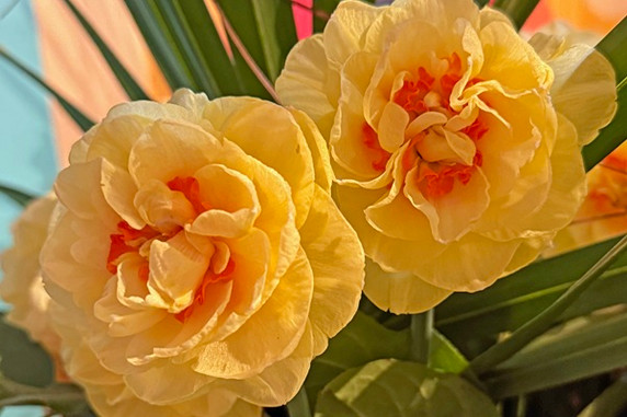 Daffodil 'English Style' - 5 bulbs