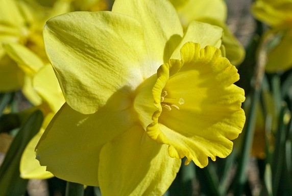 Daffodil 'Fellow's Favorite' - 5 bulbs